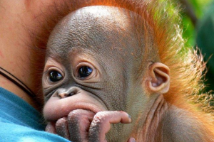 Little orangutan вече има другар за игри Little orangutan вече има другар за игри
